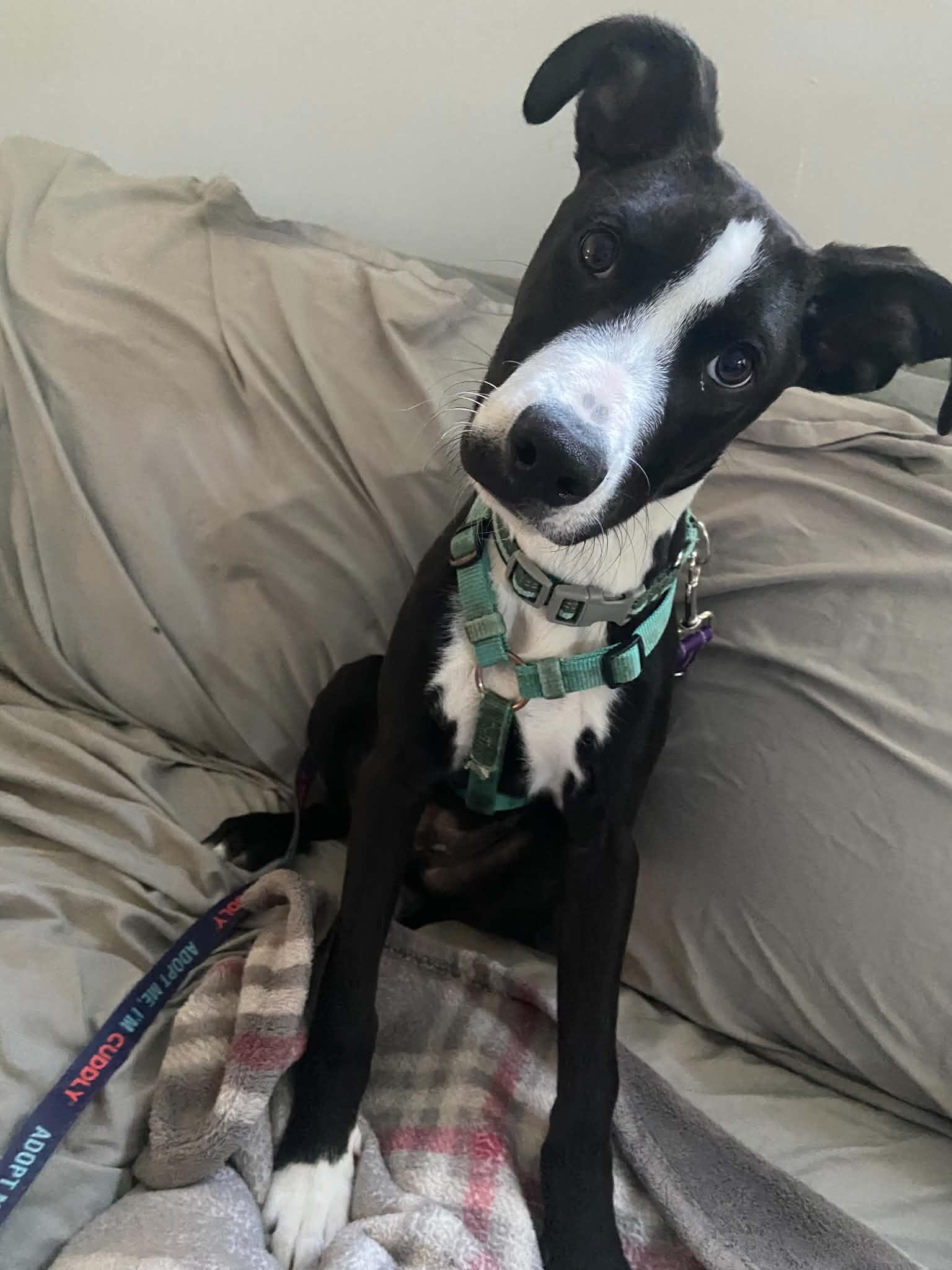 Enlarge Domino, a Adoptable mixed breed in Blue Bell, PA image 1/6