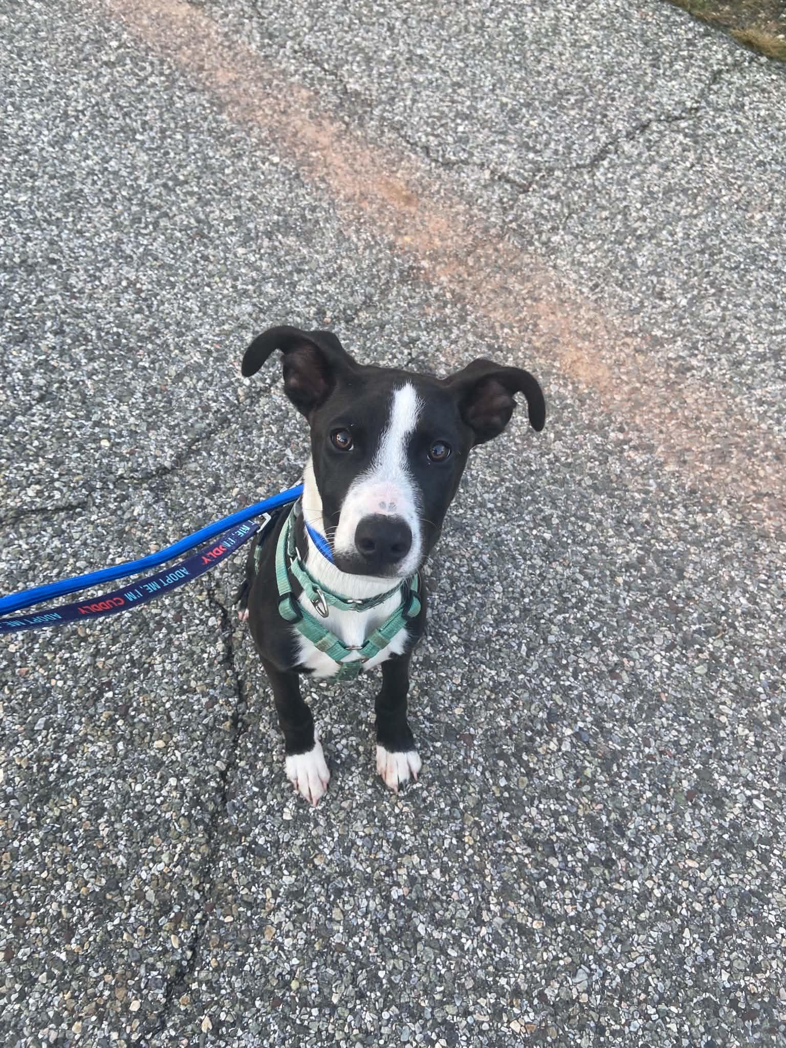 Enlarge Domino, a Adoptable mixed breed in Blue Bell, PA image 3/6