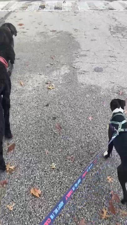 Enlarge Domino, a Adoptable mixed breed in Blue Bell, PA video 2/6