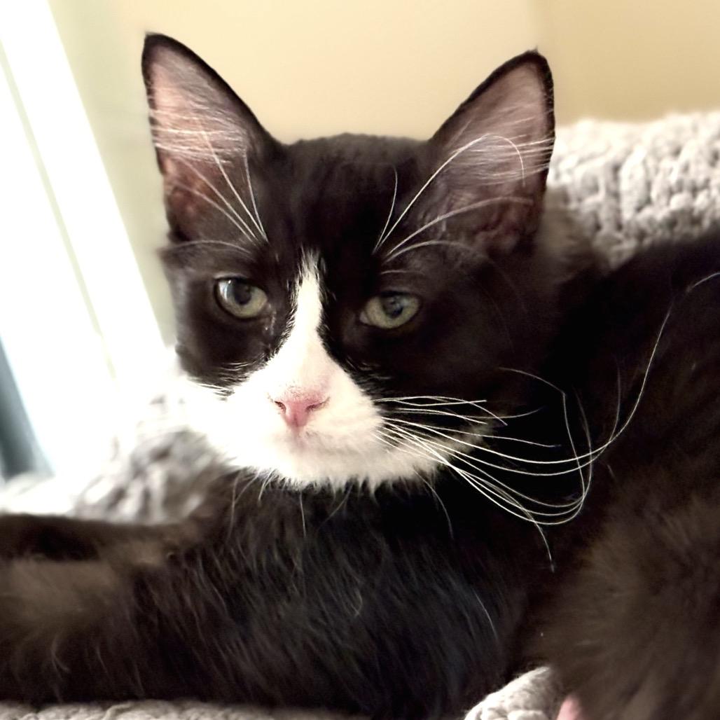 Lemur, a Adoptable Domestic Medium Hair in Sarasota, FL image 1/4