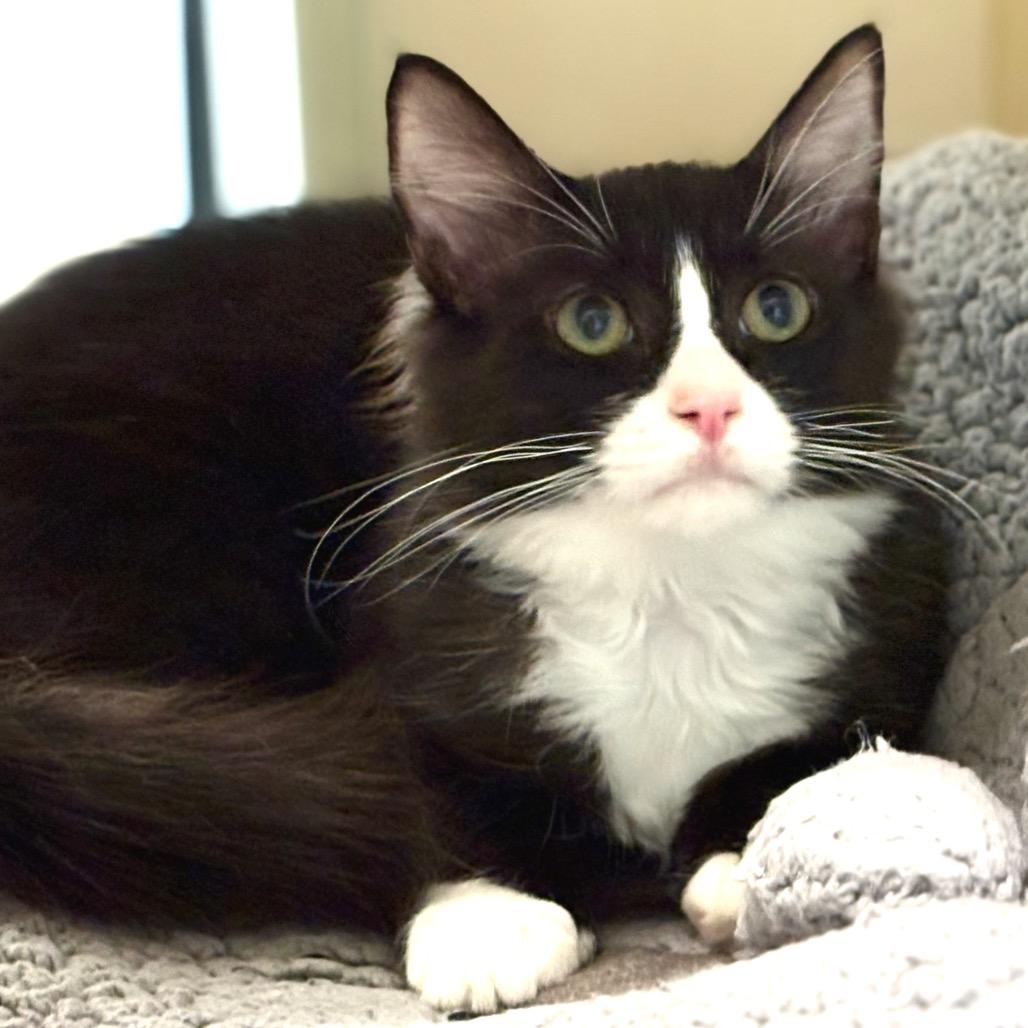 Lemur, a Adoptable Domestic Medium Hair in Sarasota, FL image 2/4