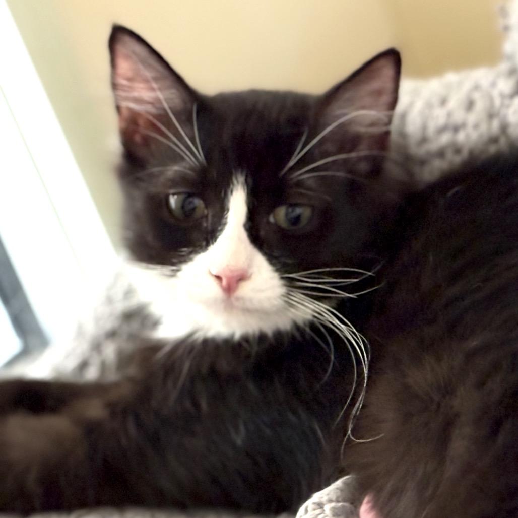 Lemur, a Adoptable Domestic Medium Hair in Sarasota, FL image 3/4