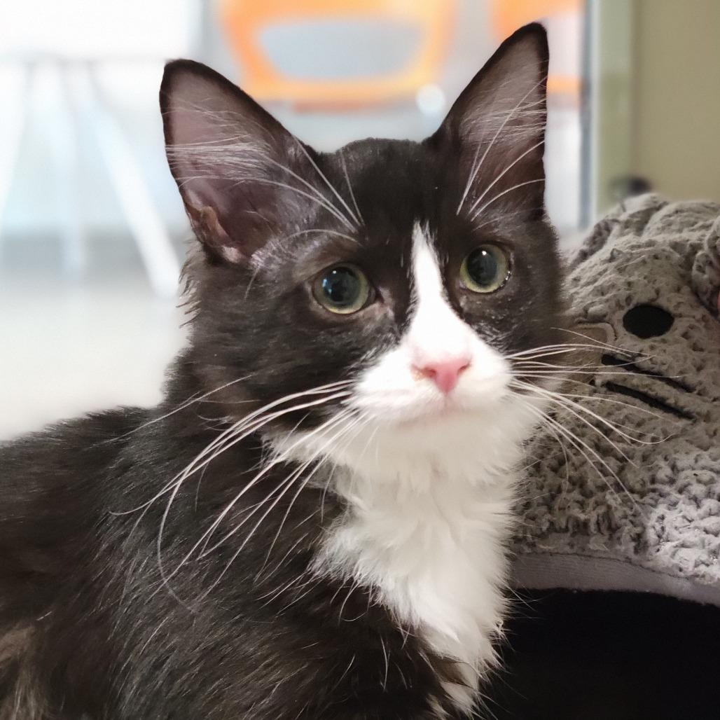 Lemur, a Adoptable Domestic Medium Hair in Sarasota, FL image 4/4