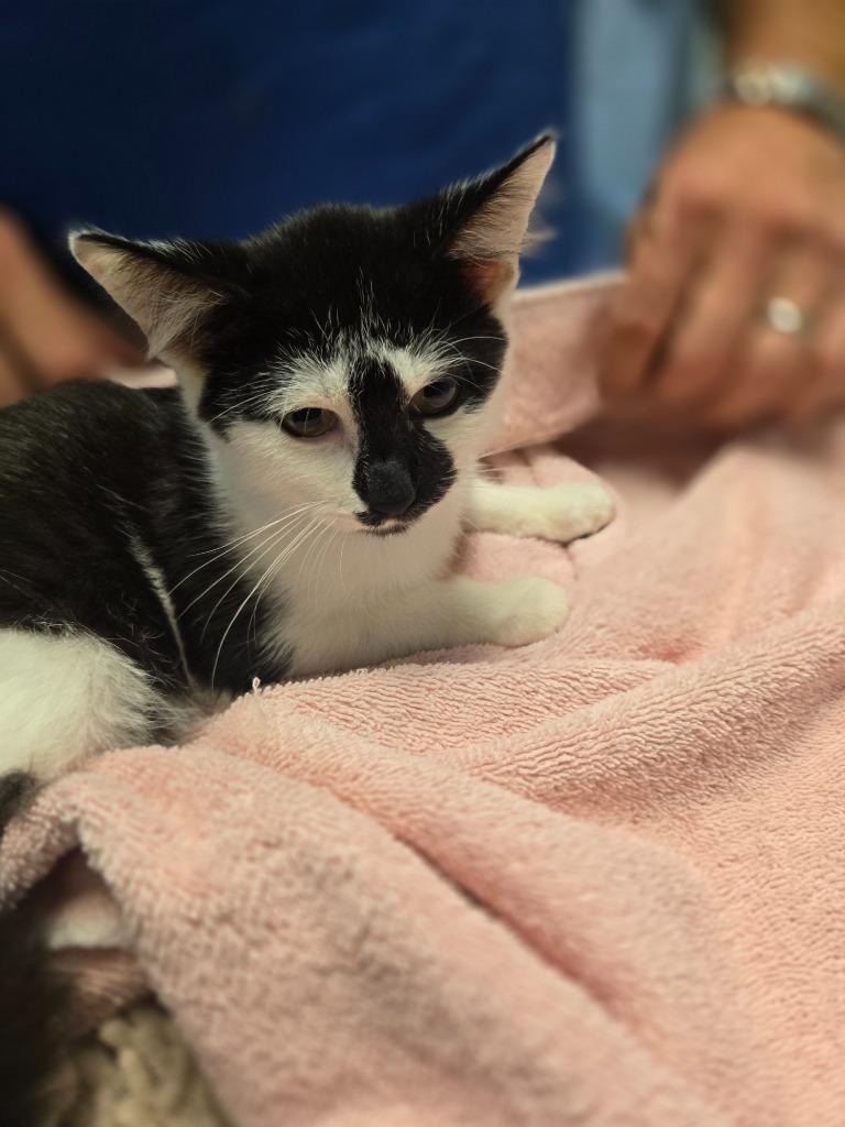 Bon Jovi, Adoptable, Kitten Male Domestic Short Hair.
