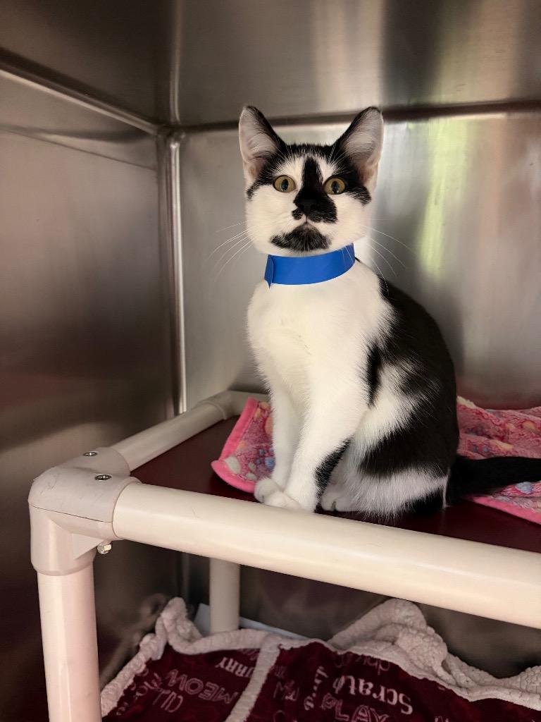 Enlarge Bon Jovi, a Adoptable mixed breed in Detroit, MI image 2/3