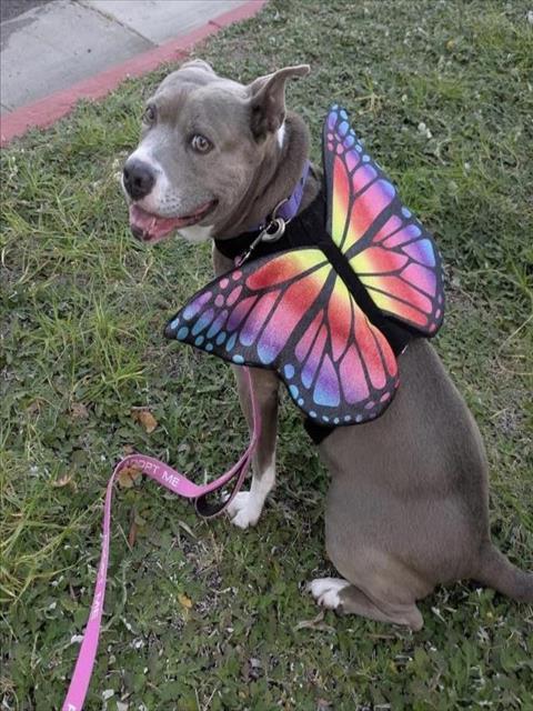 SUNSHINE, Adoptable, Adult Female Pit Bull Terrier.