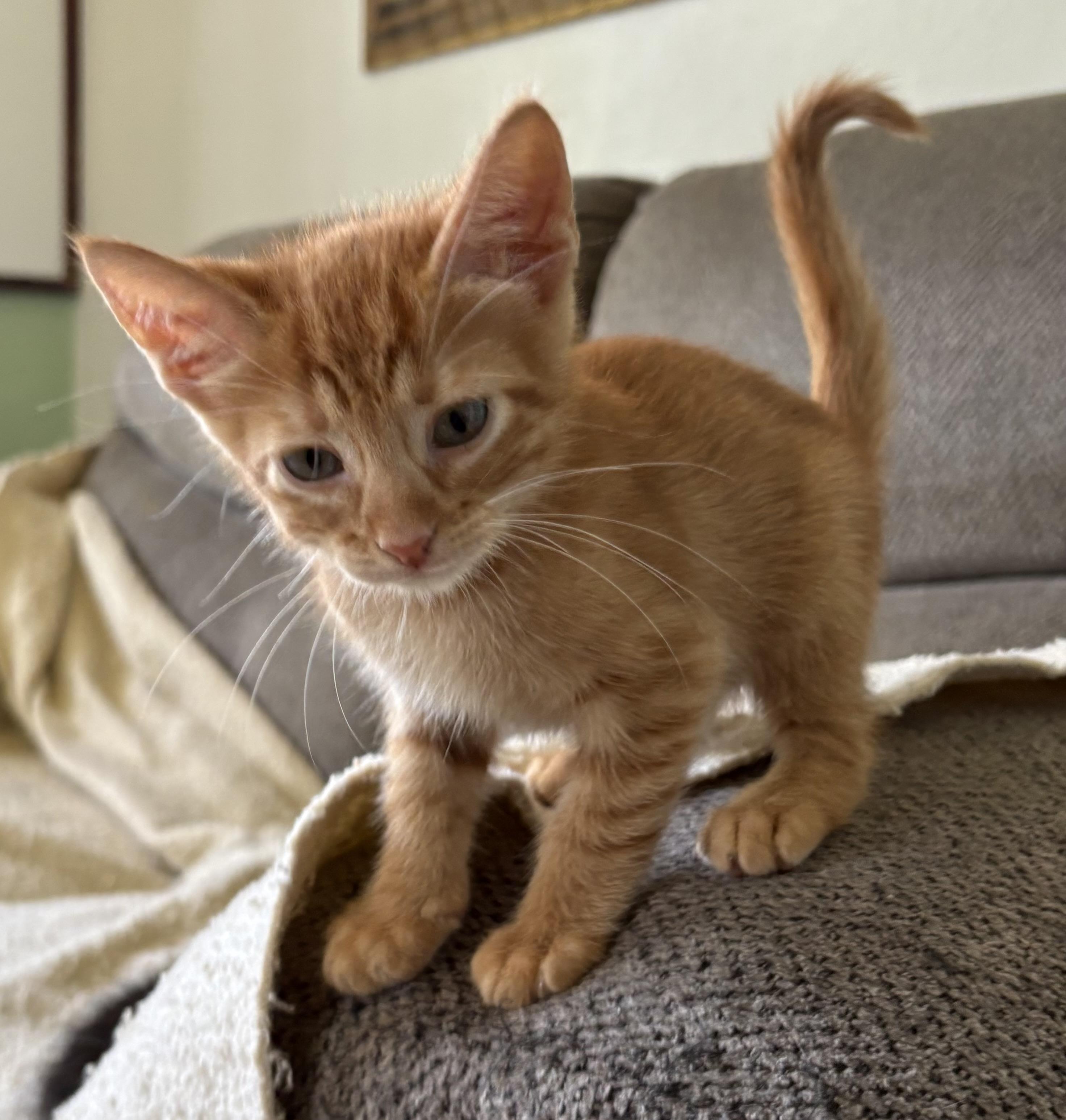 Enzo, Adoptable, Kitten Male Domestic Short Hair.