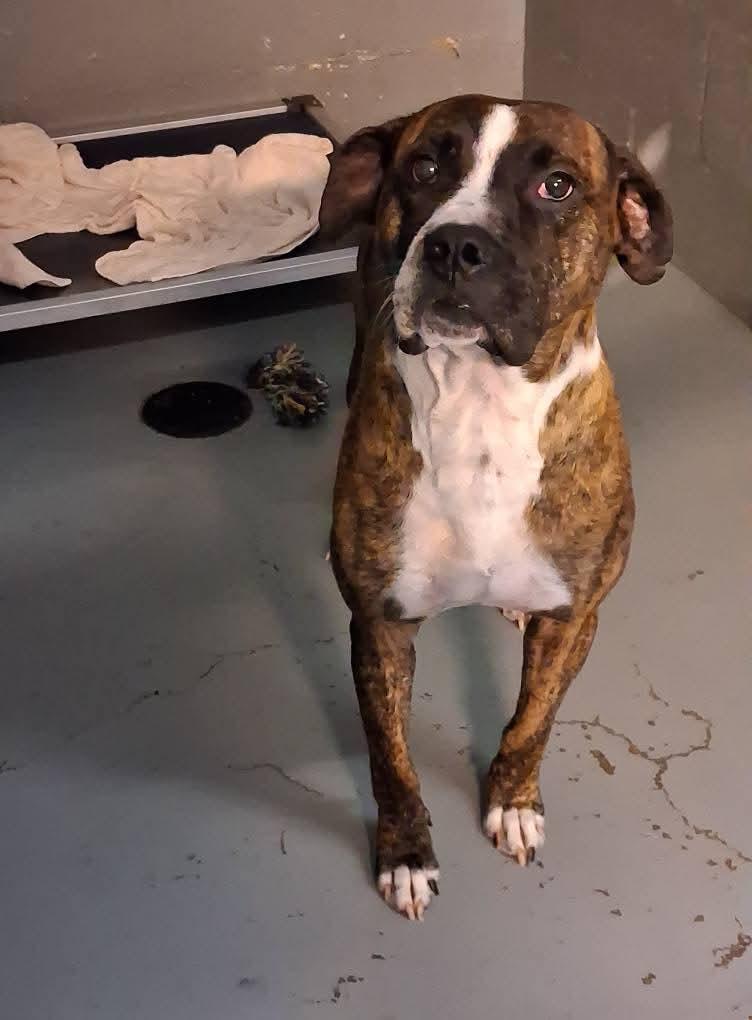 Enlarge Max, a Adoptable mixed breed in Stuart, VA image 1/1