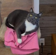 Socks