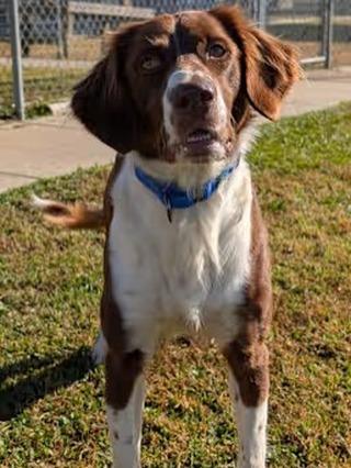 Cowboy , ADOPTABLE, Adult Male English Springer Spaniel.