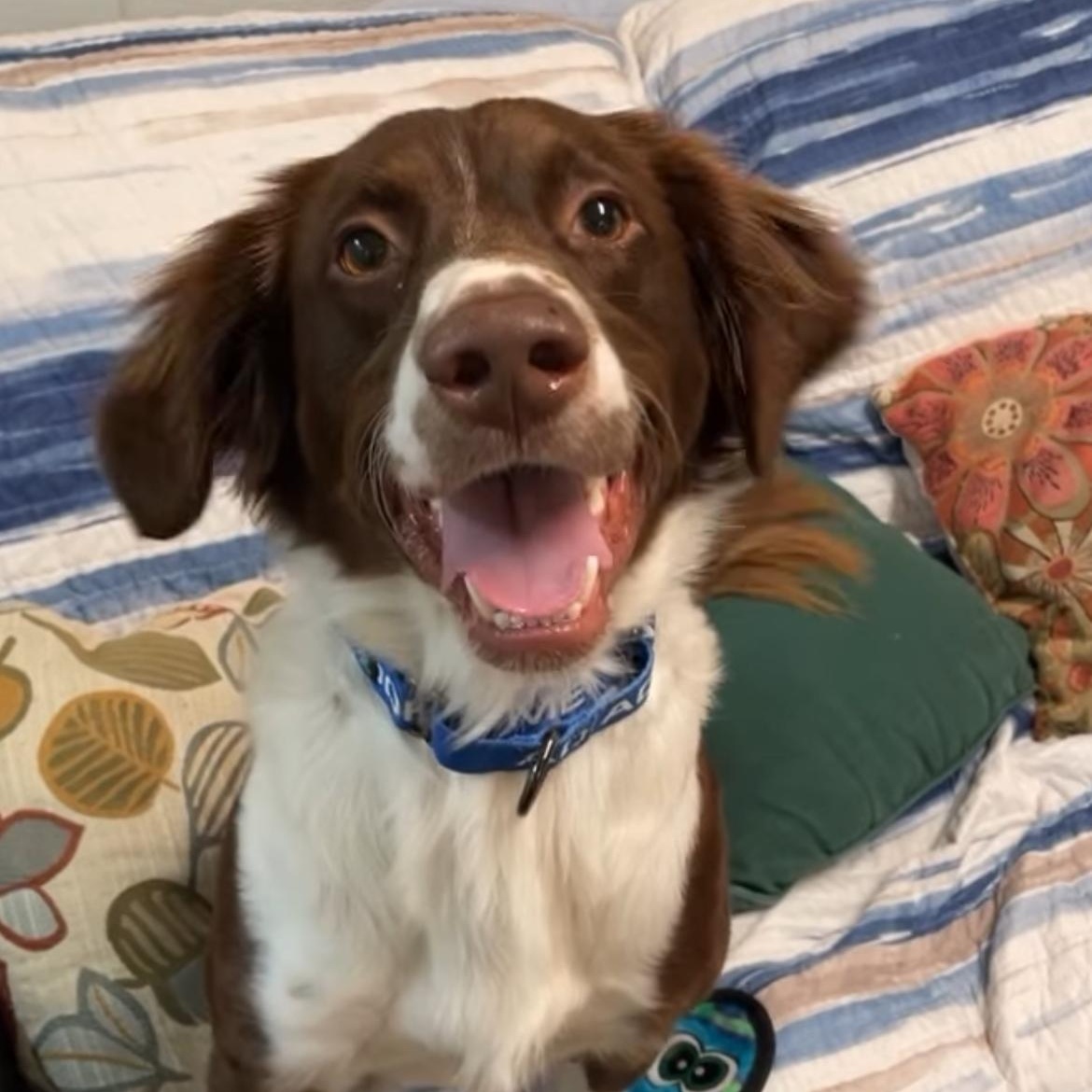 Cowboy , ADOPTABLE, Adult Male English Springer Spaniel.