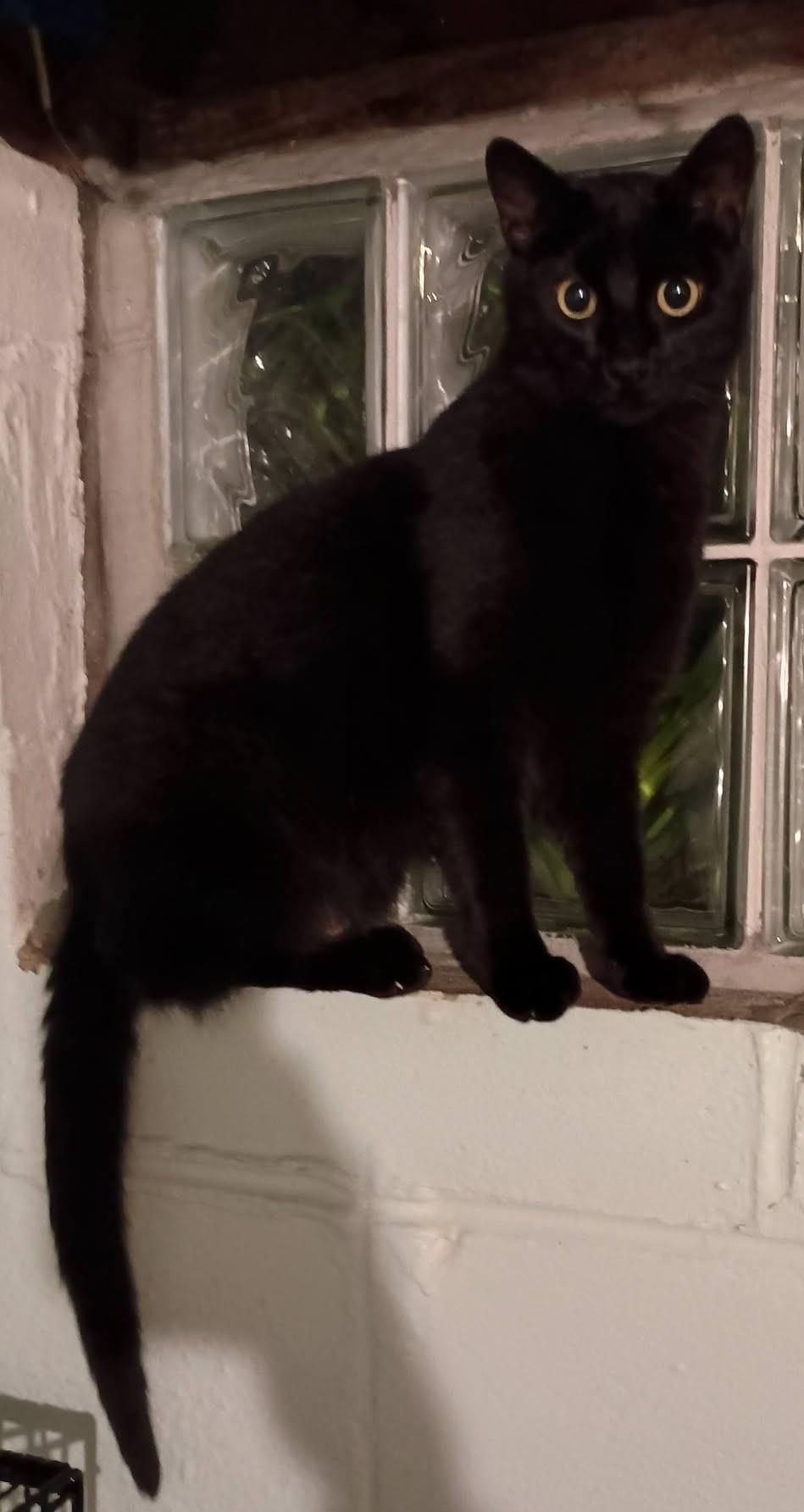 Gregory26, ADOPTABLE, Adult Male Domestic Short Hair.