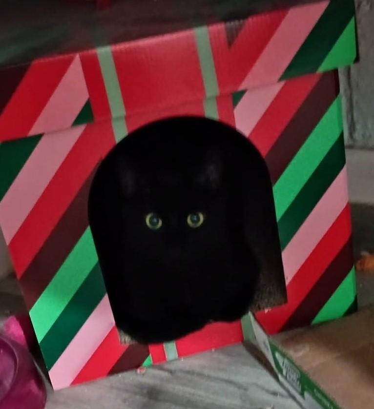 Gregory26, a ADOPTABLE Domestic Short Hair in Milwaukee, WI image 2/2