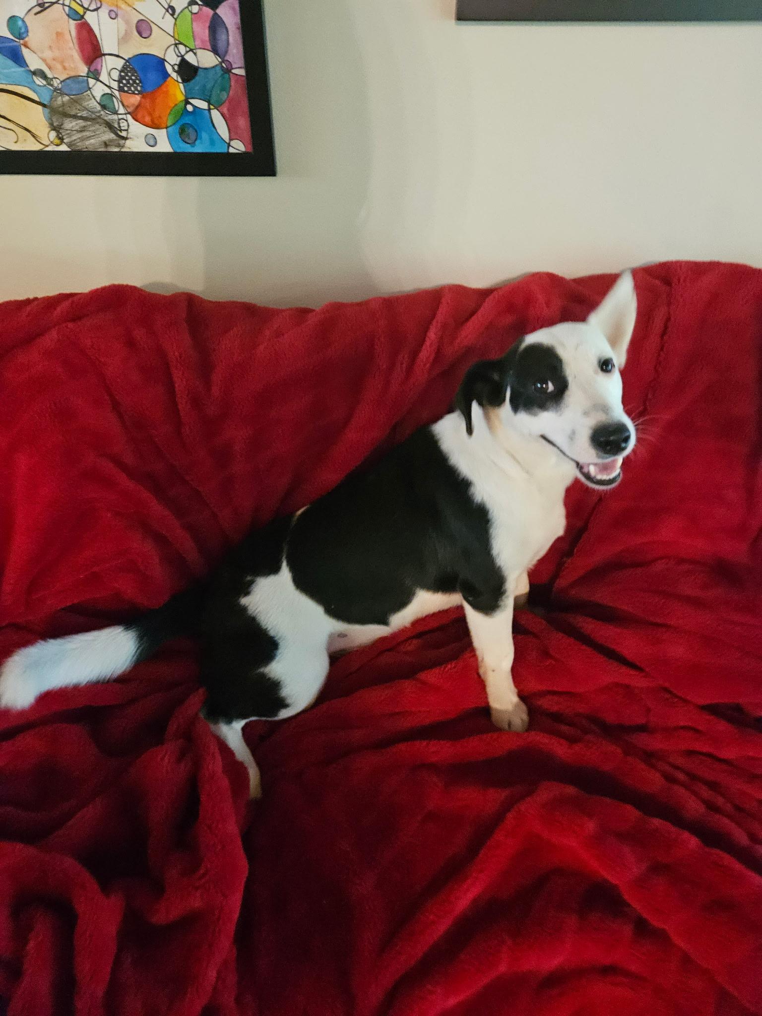 Ollie - will be at Always Adopt Nov. 7 photo