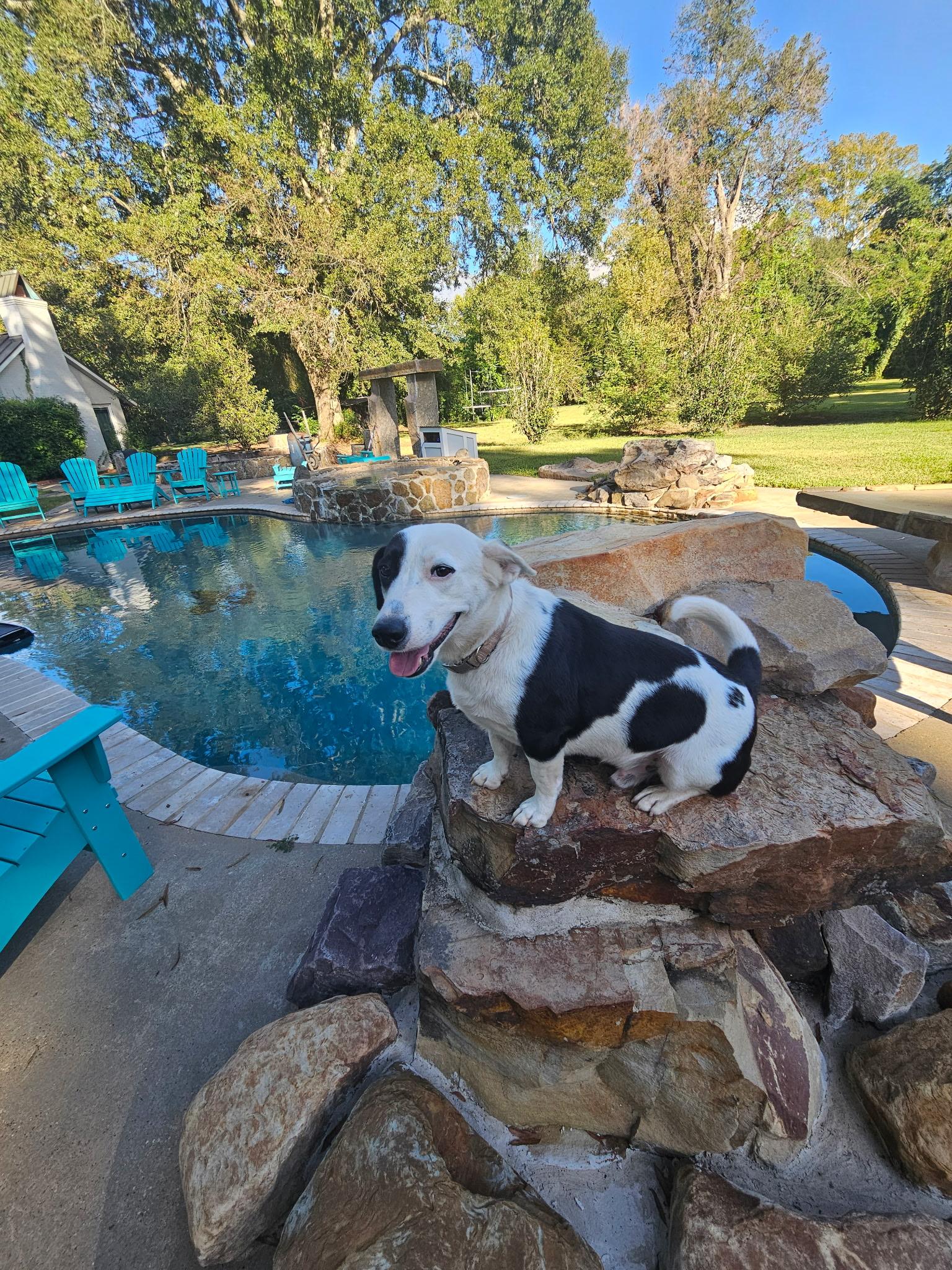 Enlarge Ollie, a Adopted mixed breed in Warwick, RI image 5/6