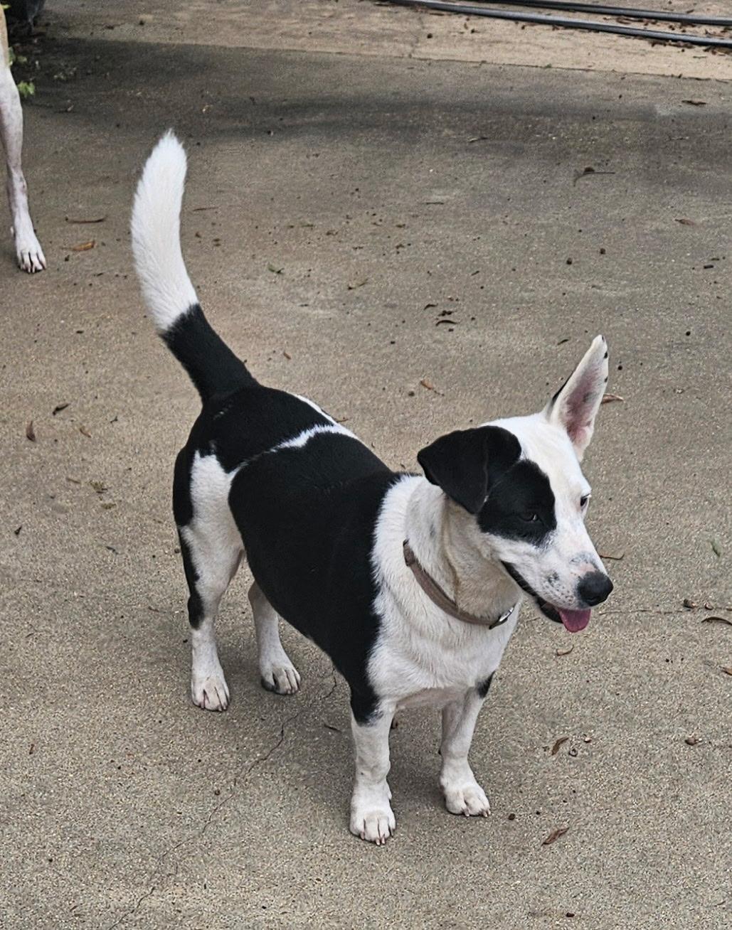 Enlarge Ollie, a Adopted mixed breed in Warwick, RI image 2/6