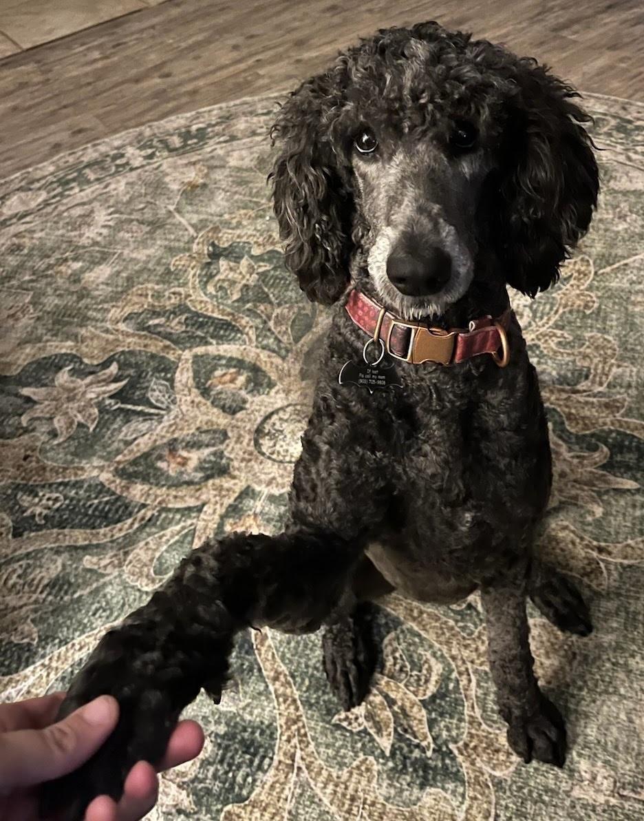 WEDNESDAY, adopted, Young Female Poodle.