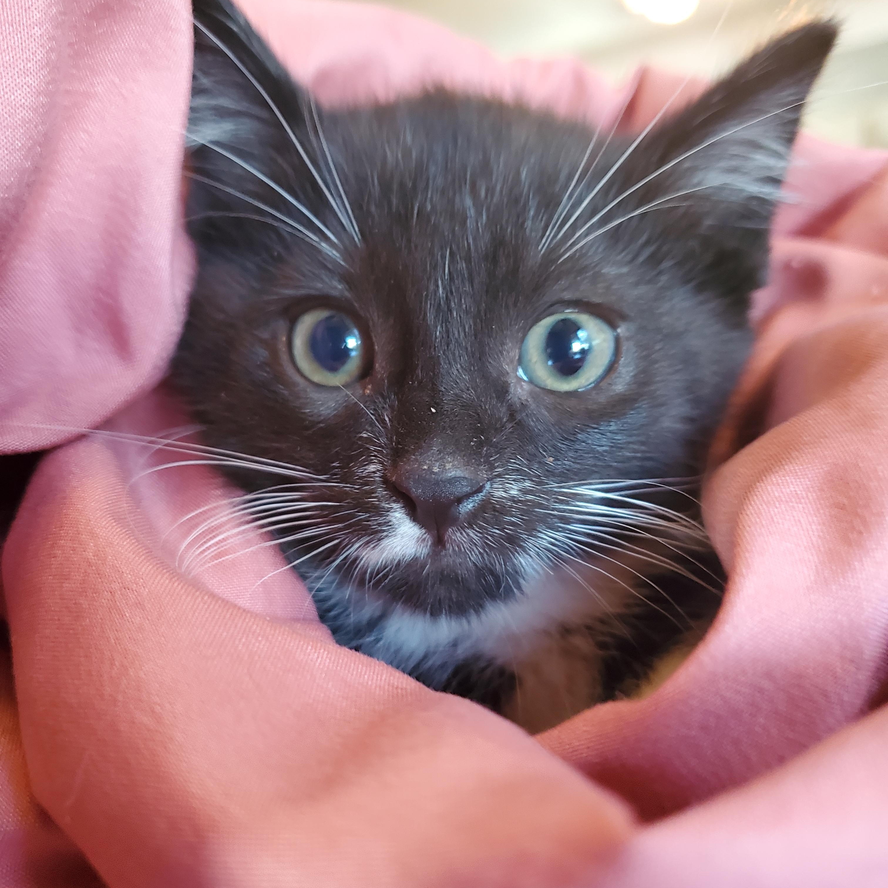 Zola, Baby Female American Shorthair