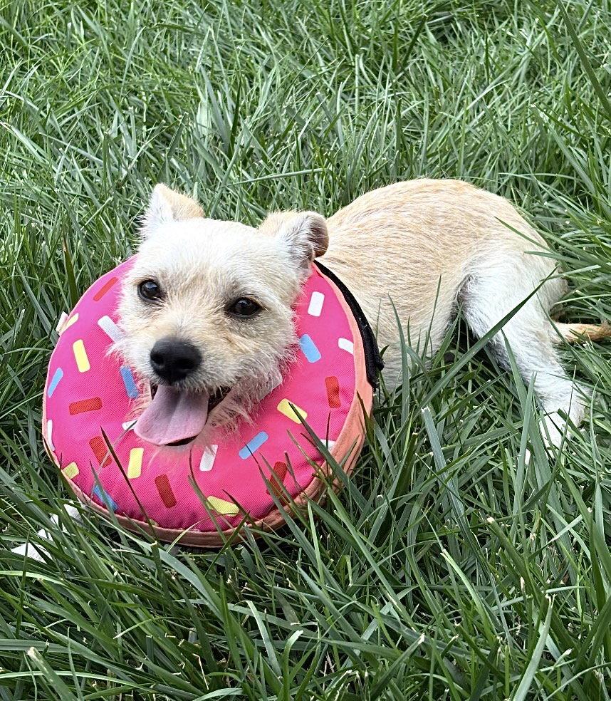 Cosmo, Adoptable, Puppy Male Terrier & Maltese.
