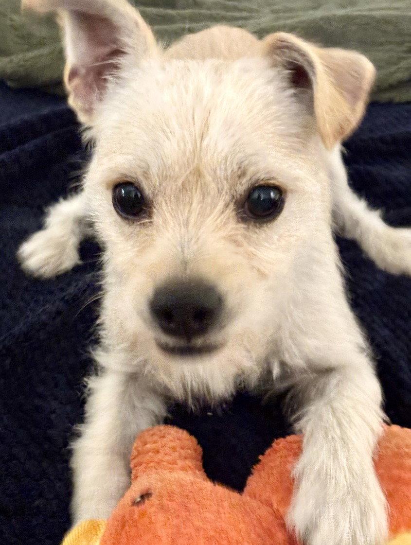 Enlarge Cosmo, a Adoptable mixed breed in Omaha, NE image 2/3