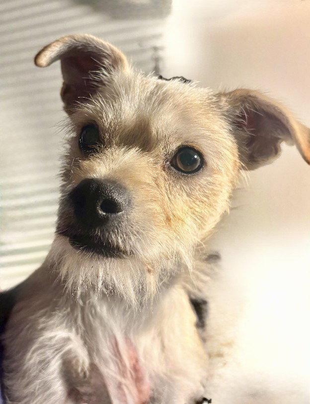 Enlarge Cosmo, a Adoptable mixed breed in Omaha, NE image 3/3