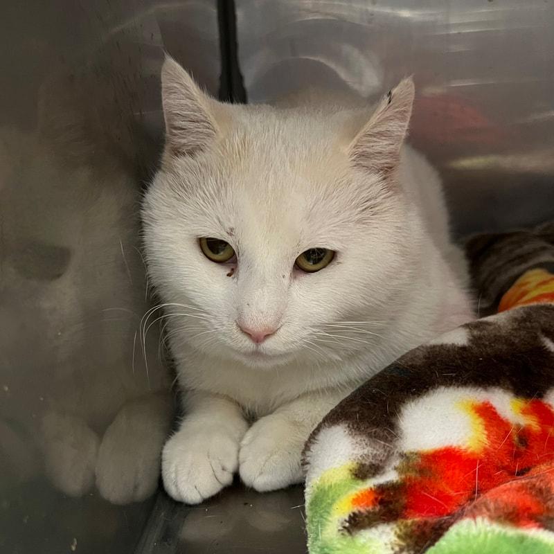 Enlarge Lionel , an adopted Domestic Short Hair in Dublin, VA image 1/1