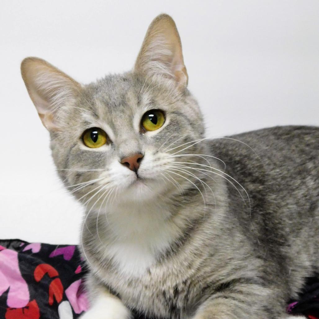 Enlarge Sugar, a Adoptable Domestic Short Hair in Canton, IL image 1/6