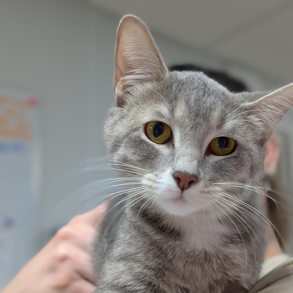 Enlarge Sugar, a Adoptable Domestic Short Hair in Canton, IL image 2/6