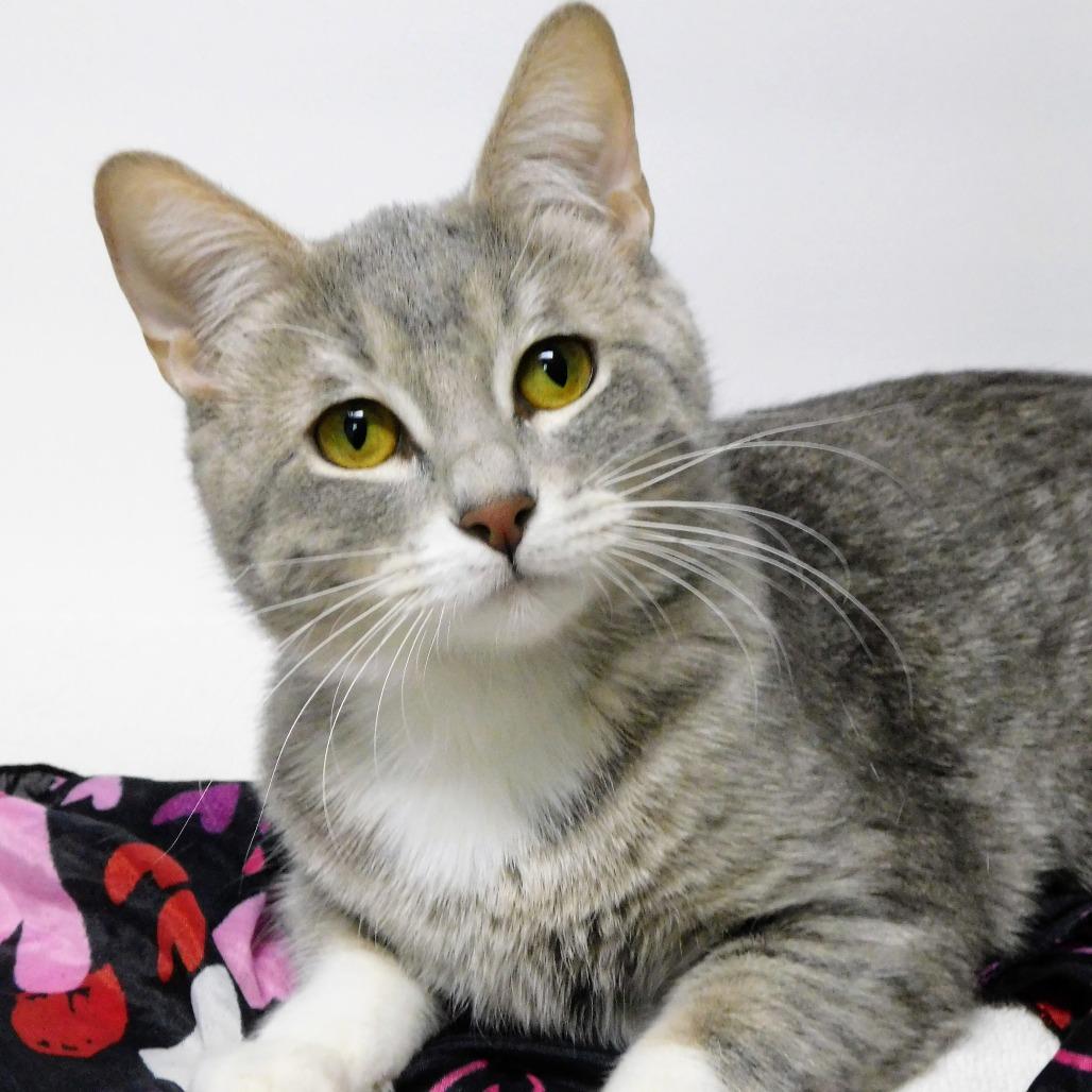 Enlarge Sugar, a Adoptable Domestic Short Hair in Canton, IL image 3/6