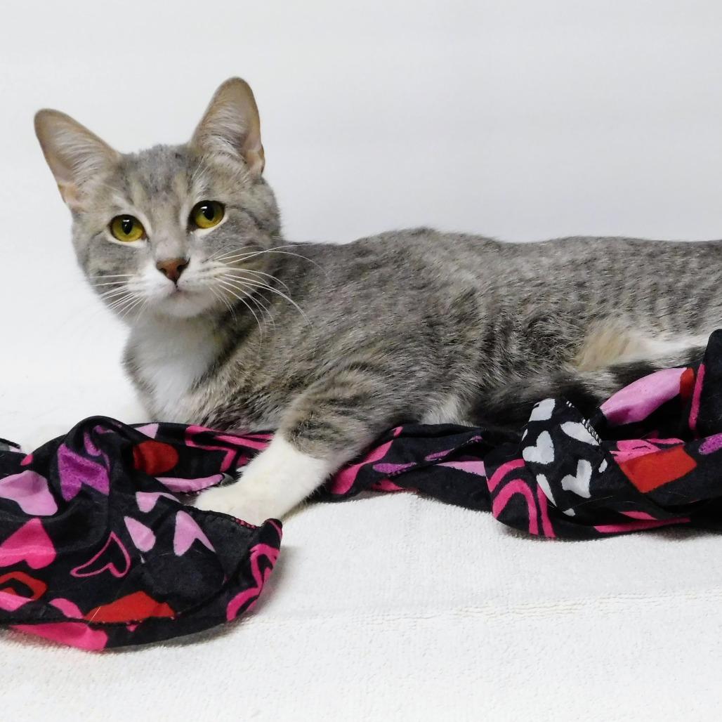 Enlarge Sugar, a Adoptable Domestic Short Hair in Canton, IL image 4/6