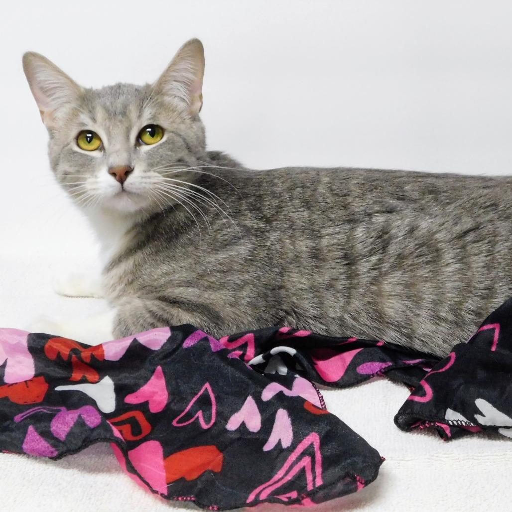 Enlarge Sugar, a Adoptable Domestic Short Hair in Canton, IL image 5/6