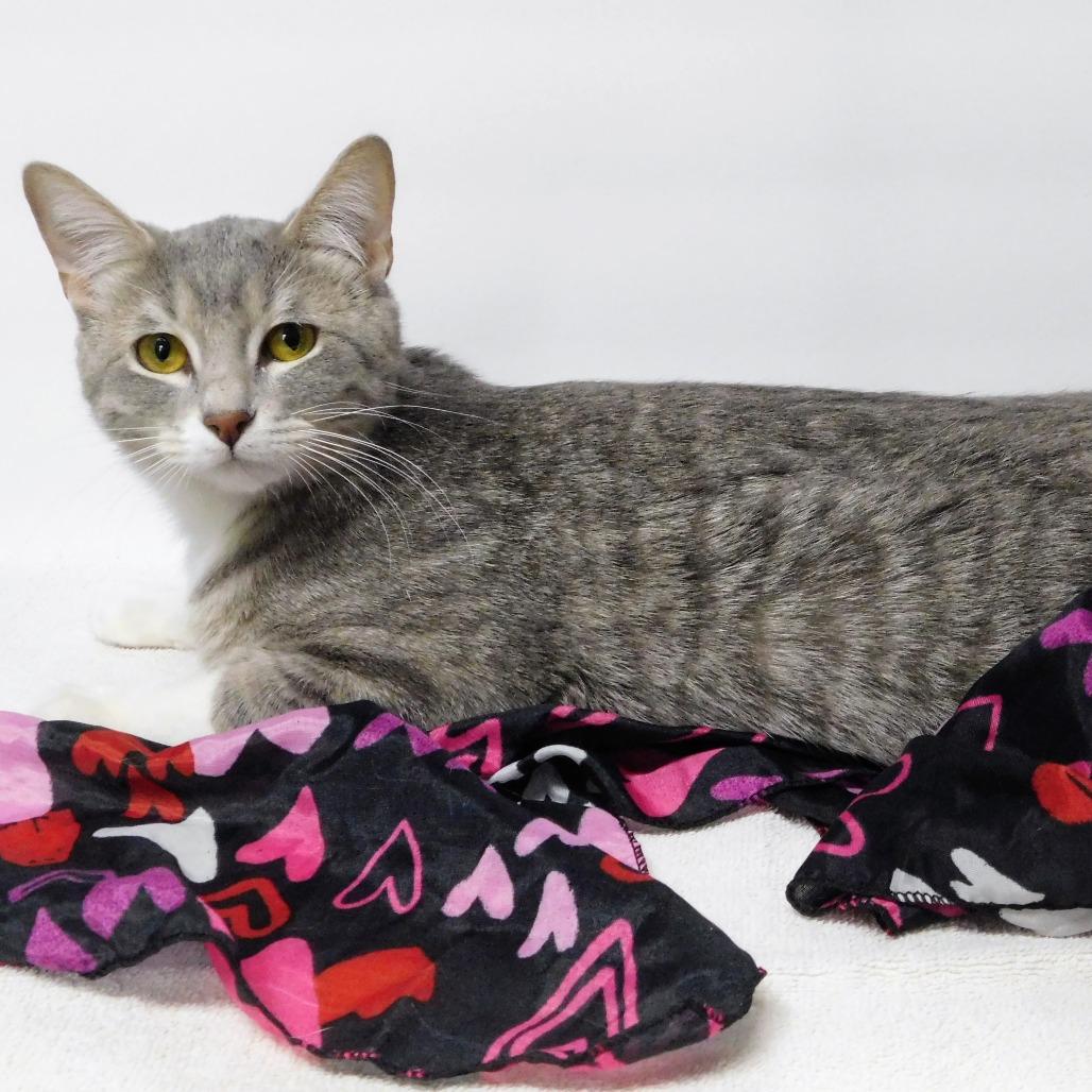 Enlarge Sugar, a Adoptable Domestic Short Hair in Canton, IL image 6/6