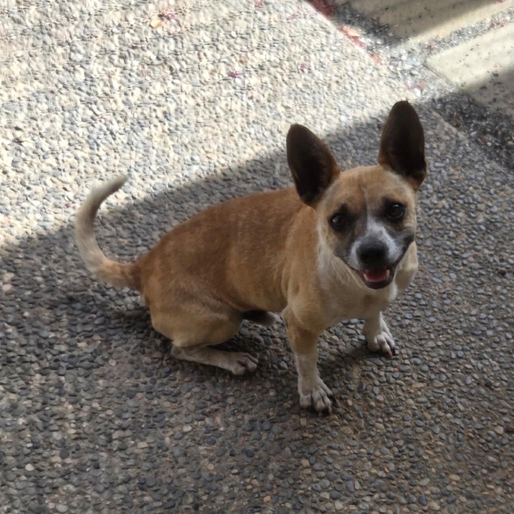 Enlarge Buddy, a Adoptable mixed breed in Fresno, CA image 1/2