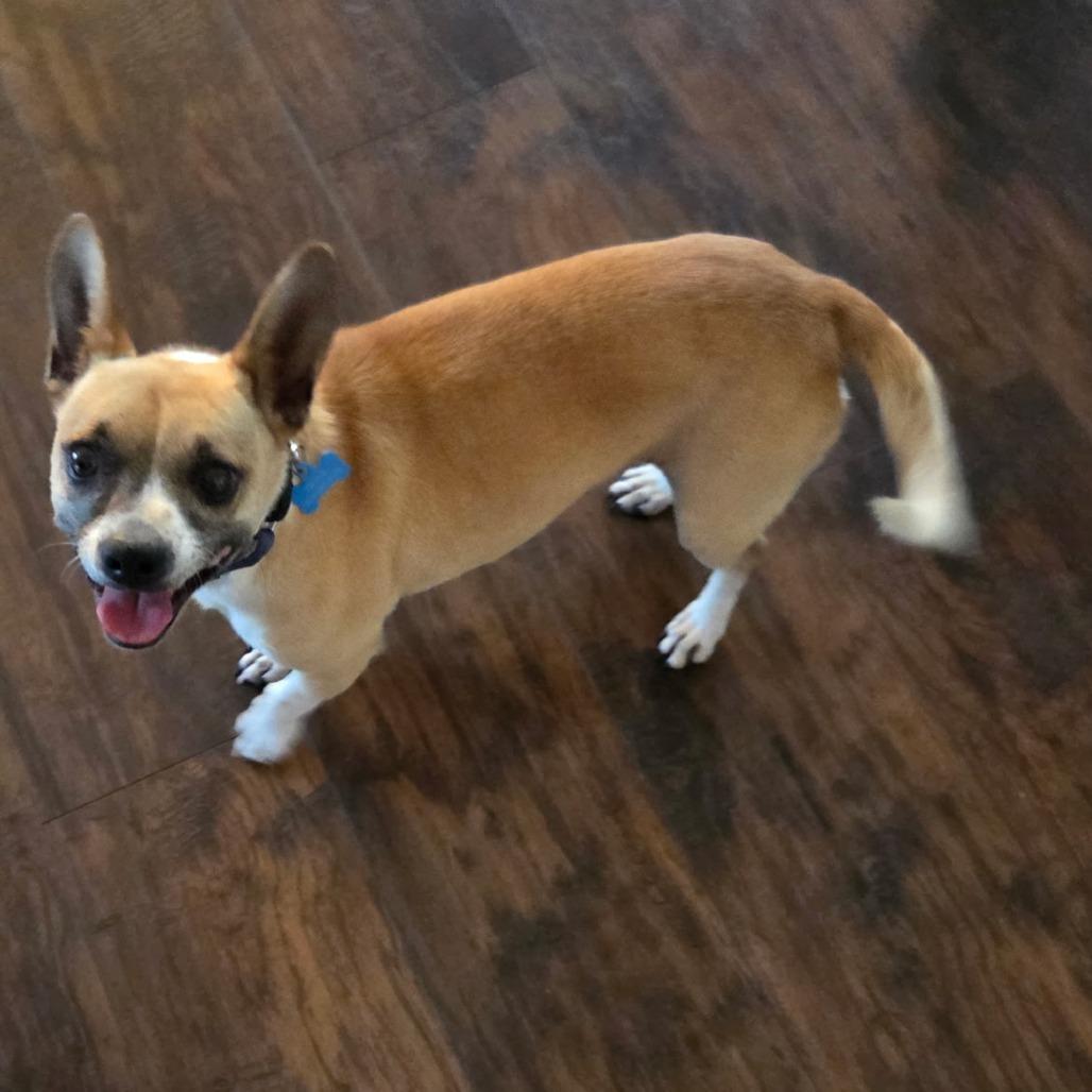 Enlarge Buddy, a Adoptable mixed breed in Fresno, CA image 2/2