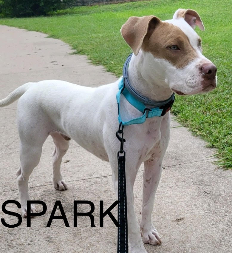 SPARK-Endless Entertainment, Young Male Pit Bull Terrier
