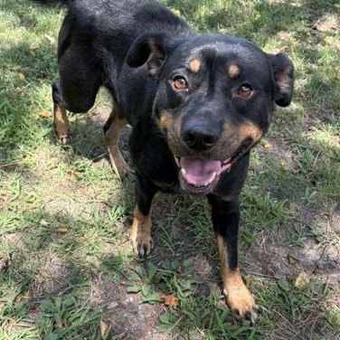 Ryder, ADOPTABLE, Adult Male Rottweiler.