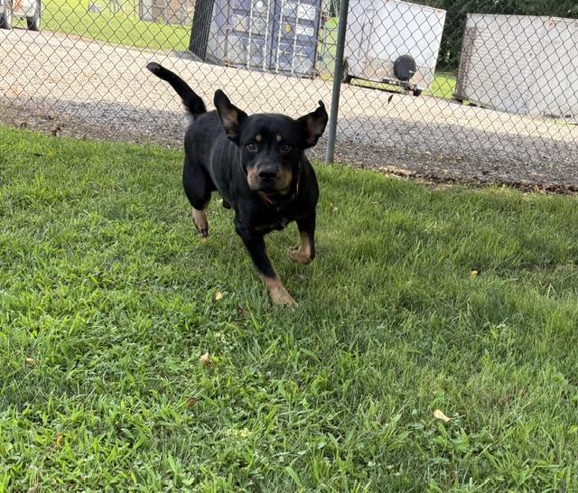 Enlarge Ryder, a ADOPTABLE mixed breed in Dinwiddie, VA image 2/3