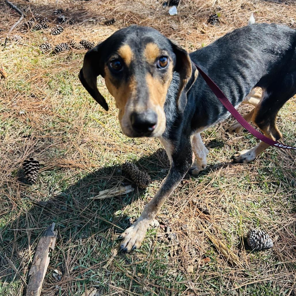 Willow, Adoptable, Adult Female Bluetick Coonhound.