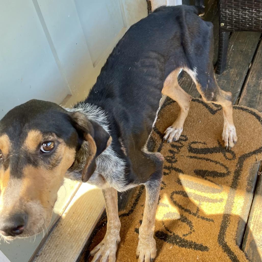 Enlarge Willow, a Adoptable Bluetick Coonhound in Opelika, AL image 3/5