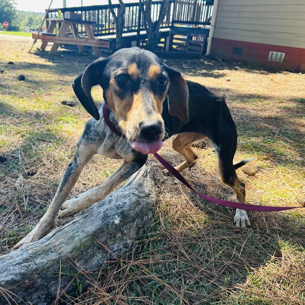 Enlarge Willow, a Adoptable Bluetick Coonhound in Opelika, AL image 4/5