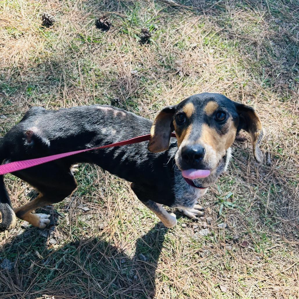 Enlarge Willow, a Adoptable Bluetick Coonhound in Opelika, AL image 5/5