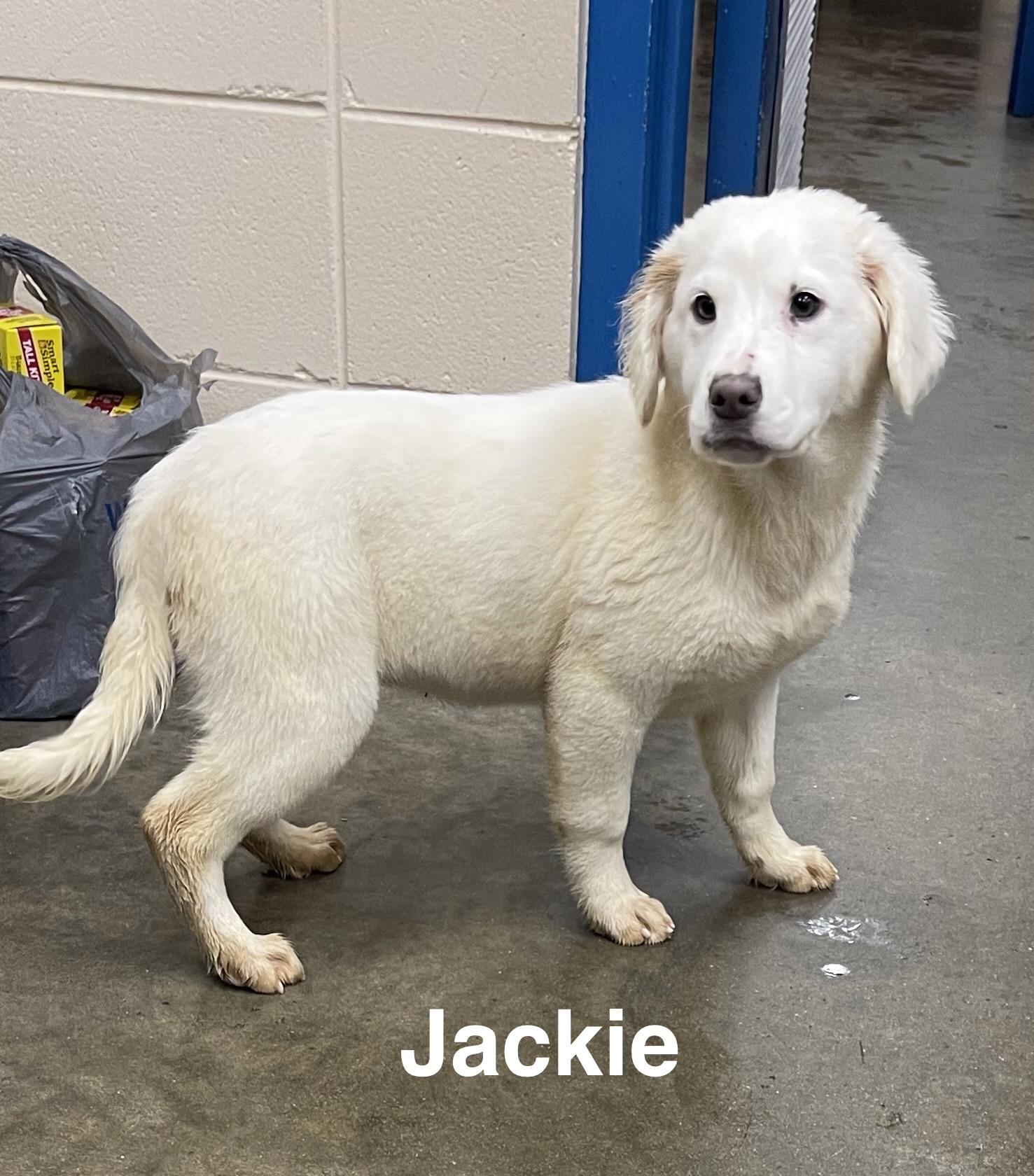 Enlarge Jackie, a ADOPTABLE Mixed Breed in Alexander City, AL image 1/1