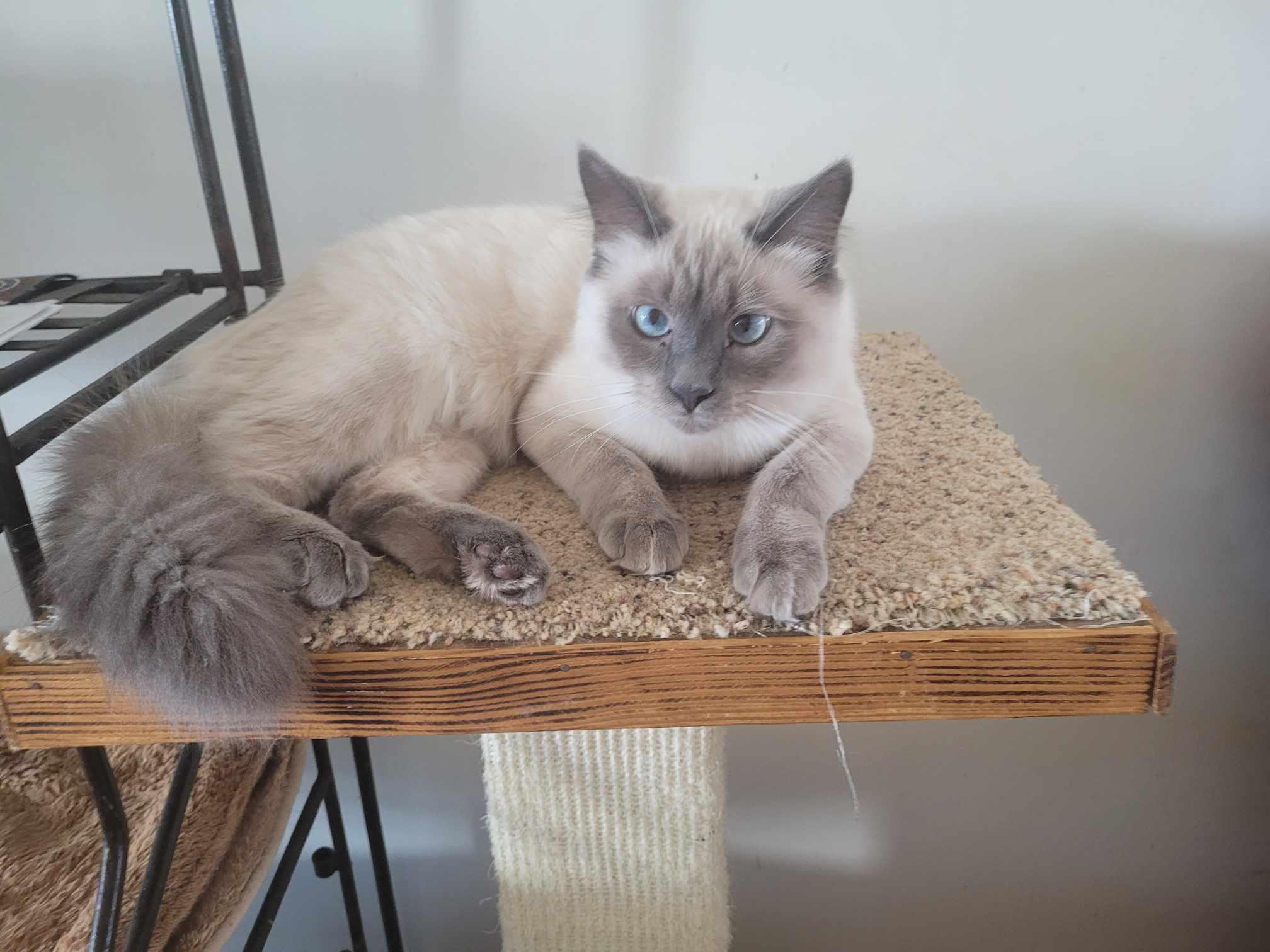 Enlarge Salty, a Adoptable Ragdoll in North Myrtle Beach, SC image 2/4