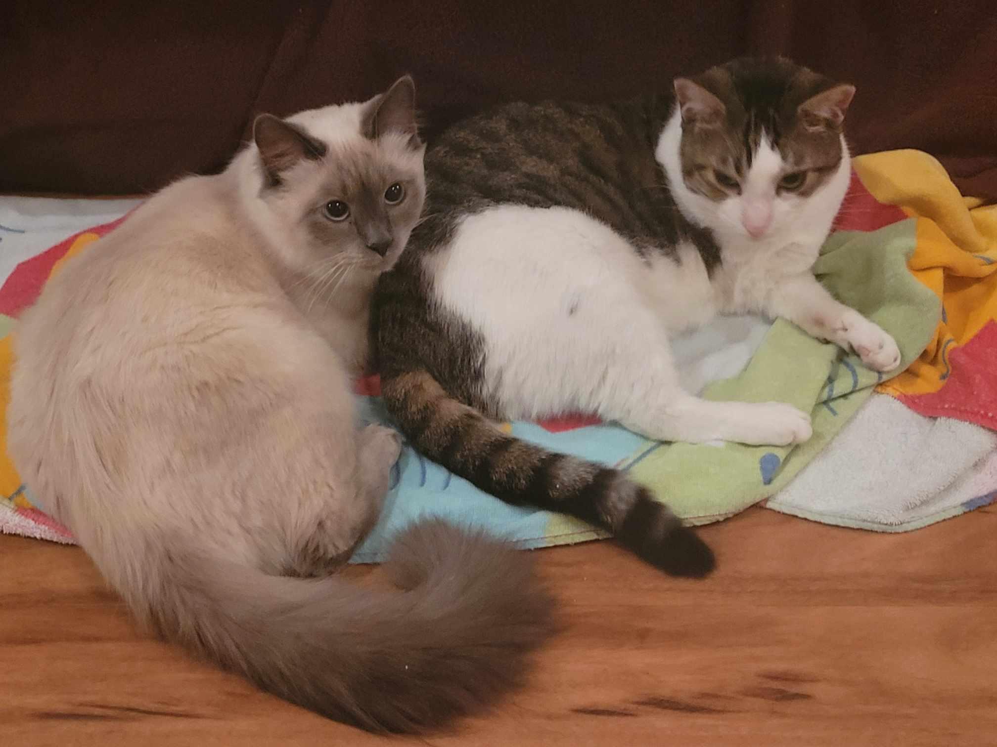 Enlarge Salty, a Adoptable Ragdoll in North Myrtle Beach, SC image 4/4