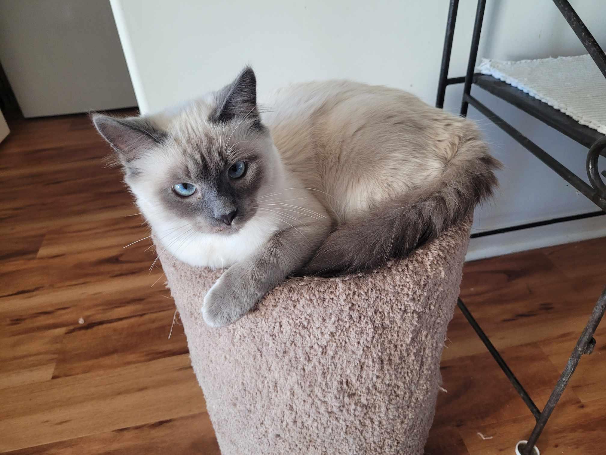 Enlarge Salty, a Adoptable Ragdoll in North Myrtle Beach, SC image 1/4