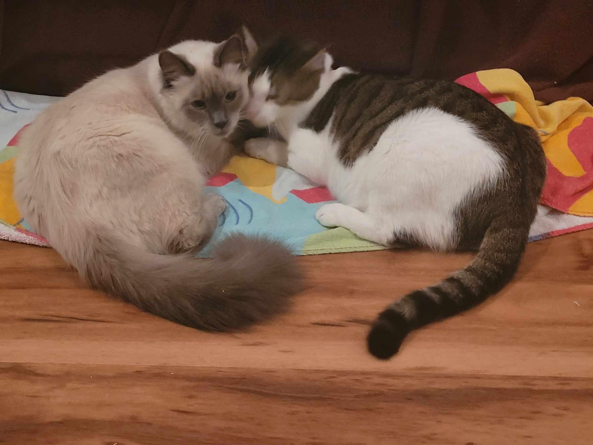 Enlarge Salty, a Adoptable Ragdoll in North Myrtle Beach, SC image 3/4