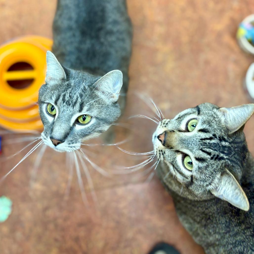 Quinn, a Adoptable Domestic Short Hair in Glenwood Springs, CO image 1/6