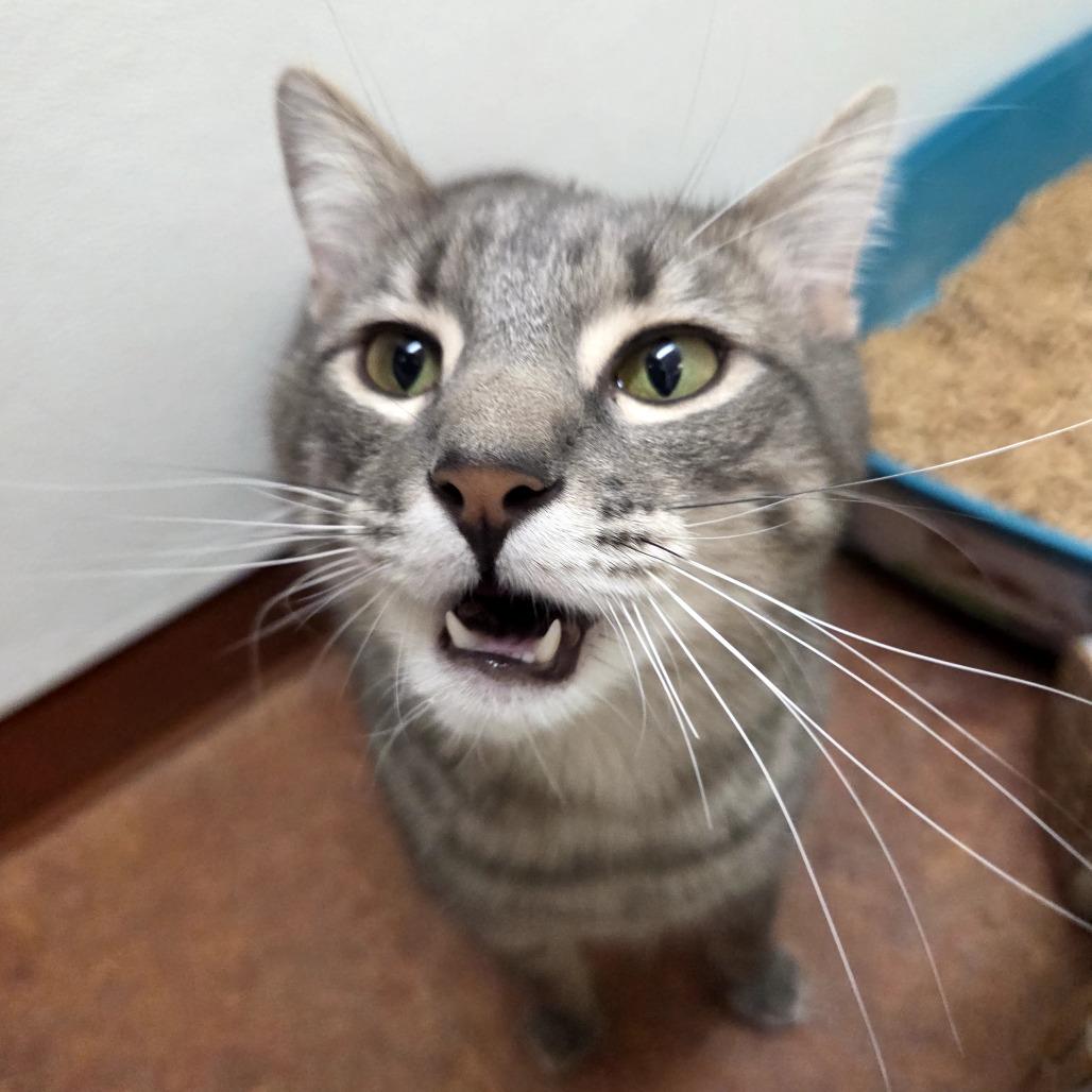 Quinn, a Adoptable Domestic Short Hair in Glenwood Springs, CO image 2/6