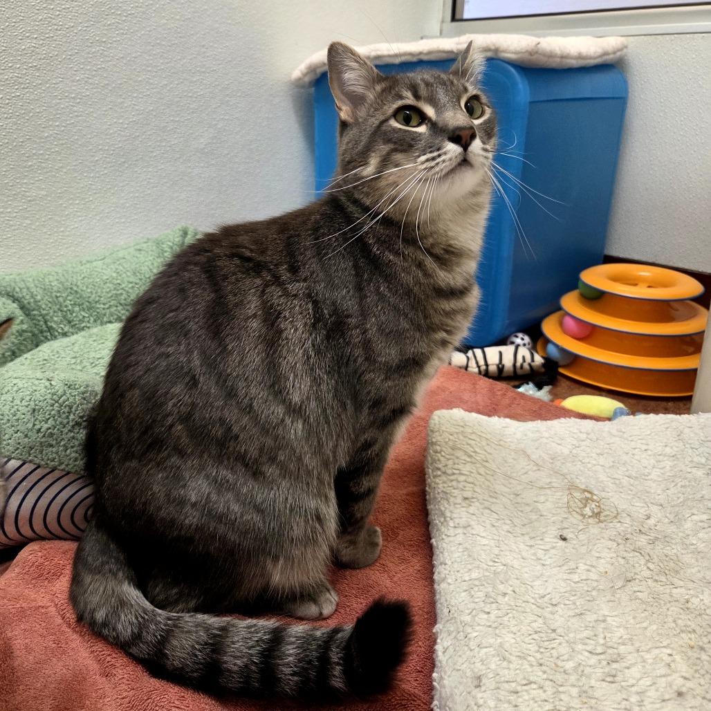 Quinn, a Adoptable Domestic Short Hair in Glenwood Springs, CO image 4/6