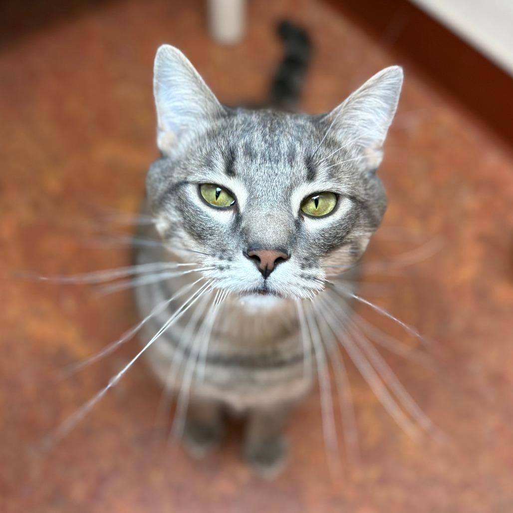 Quinn, a Adoptable Domestic Short Hair in Glenwood Springs, CO image 5/6